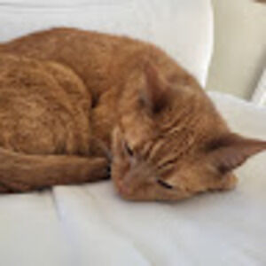 Meet your Posher, Jacqueline